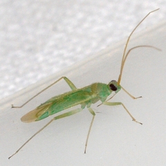 Blepharidopterus provancheri