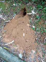 Manis pentadactyla pentadactyla