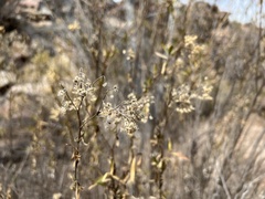 Baccharis salicifolia