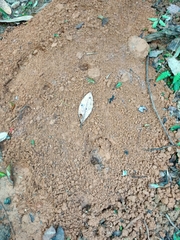 Manis pentadactyla pentadactyla