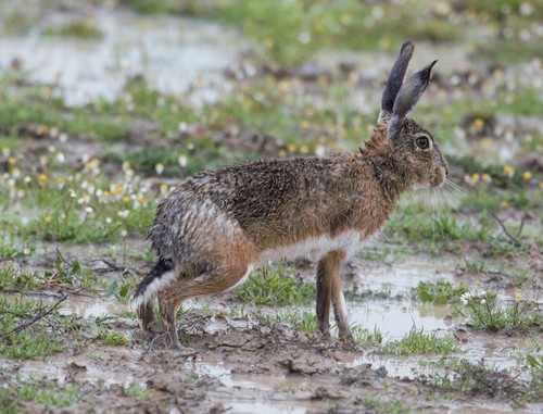 Granada Hare