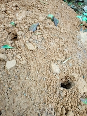 Manis pentadactyla pentadactyla