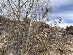 Baccharis salicifolia