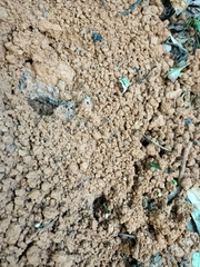 Manis pentadactyla pentadactyla