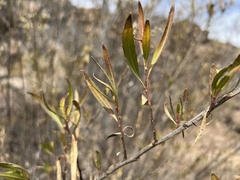 Baccharis salicifolia