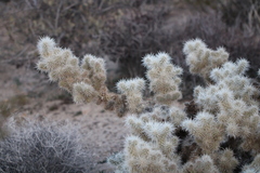Cylindropuntia echinocarpa