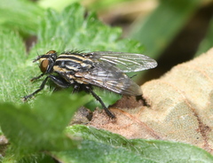 Oxysarcodexia varia