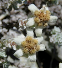 Leucogenes grandiceps