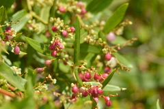 Muehlenbeckia sagittifolia