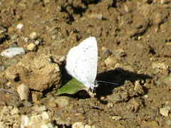 Celastrina echo echo