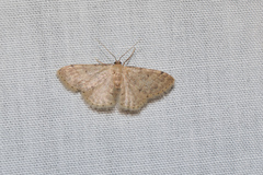 Idaea ptyonopoda