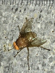Ormia