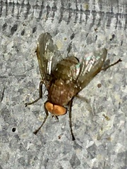 Ormia