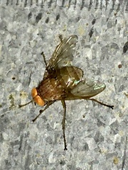 Ormia