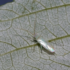 Blepharidopterus provancheri