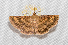 Aglaopus bivittata