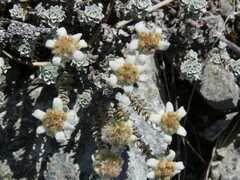 Leucogenes grandiceps