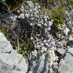 Leucogenes grandiceps