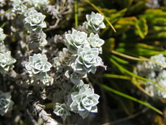 Leucogenes grandiceps