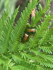 Calomela curtisi