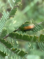 Calomela curtisi