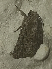 Oncocnemidinae
