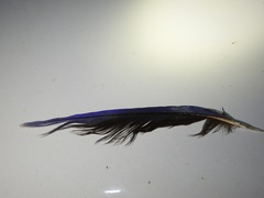 Platycercus caledonicus