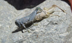 Brachaspis nivalis
