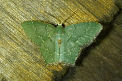 Chloropteryx nordicaria