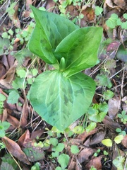 Trillium albidum
