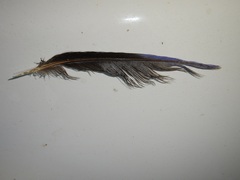 Platycercus caledonicus