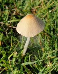 Conocybe
