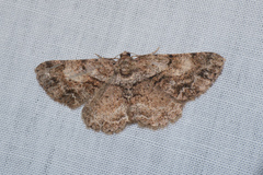 Psilalcis galsworthyi