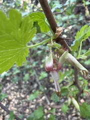 Ribes menziesii