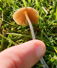 Conocybe