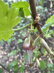 Ribes menziesii