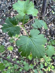 Ribes menziesii