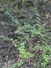 Ribes menziesii
