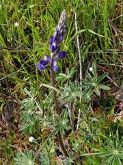 Lupinus sparsiflorus