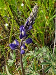Lupinus sparsiflorus