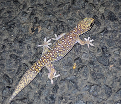 Oedura tryoni