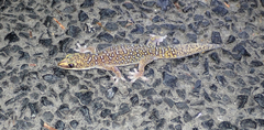 Oedura tryoni