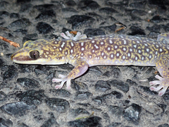 Oedura tryoni