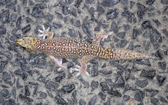 Oedura tryoni