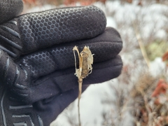 Lilium philadelphicum