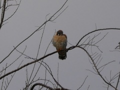 Falco sparverius sparverius