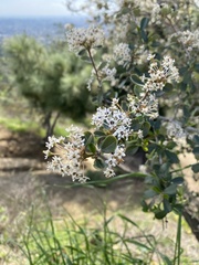 Ceanothus megacarpus megacarpus