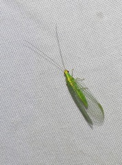 Apertochrysa edwardsi