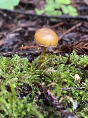 Galerina badipes