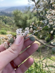 Ceanothus megacarpus megacarpus